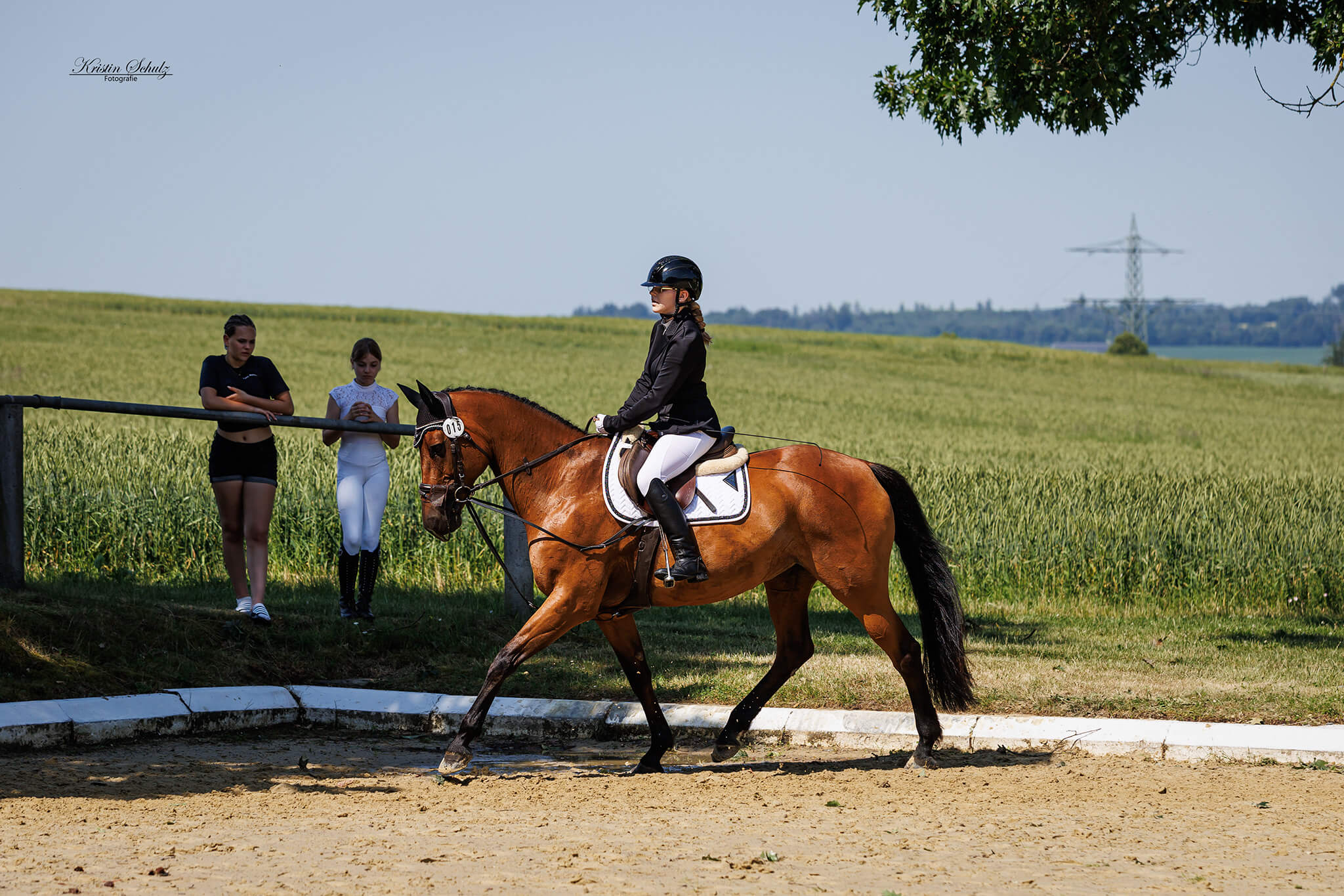 Haflinger galoppiert am Strand durchs flache Wasser
