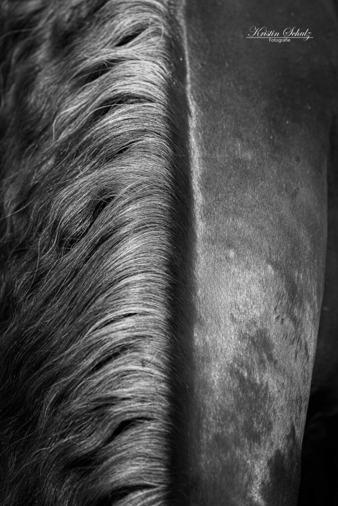 Hals vom Pferd von oben in schwarz weiß