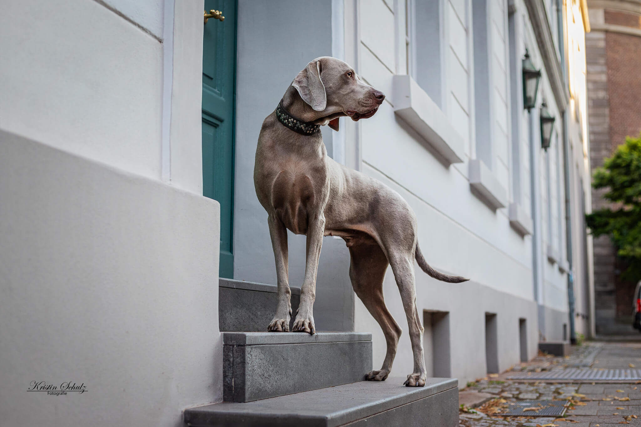 Ein Weimaraner steht vor einer verwitterten türkisen Tür in der Stadt.