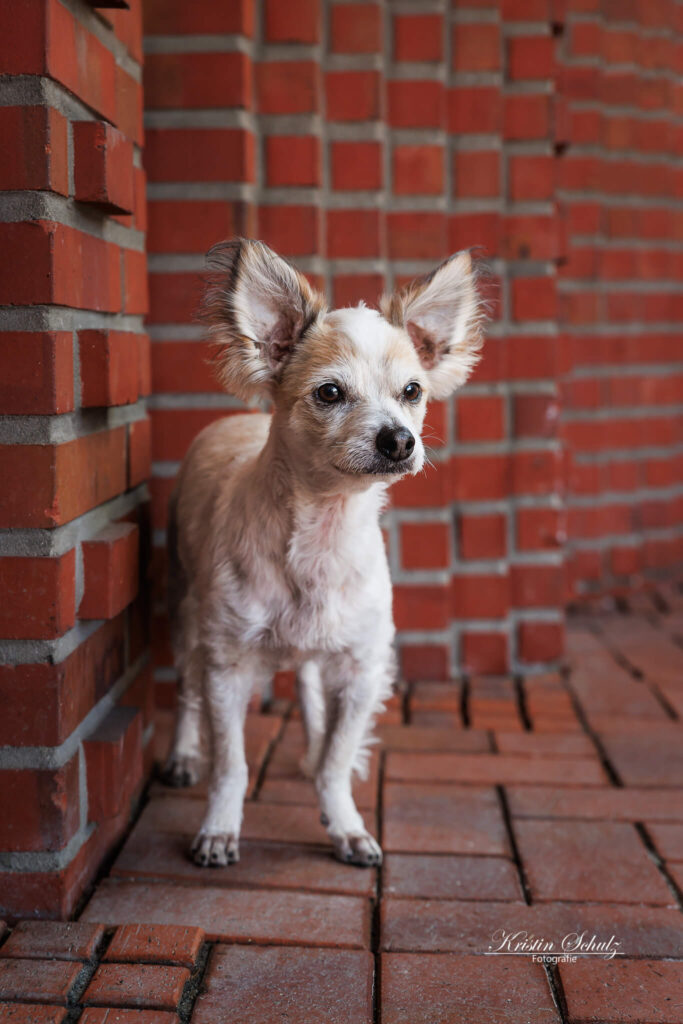 Ein Chihuahua steht links von einer auffälligen roten Mauer.