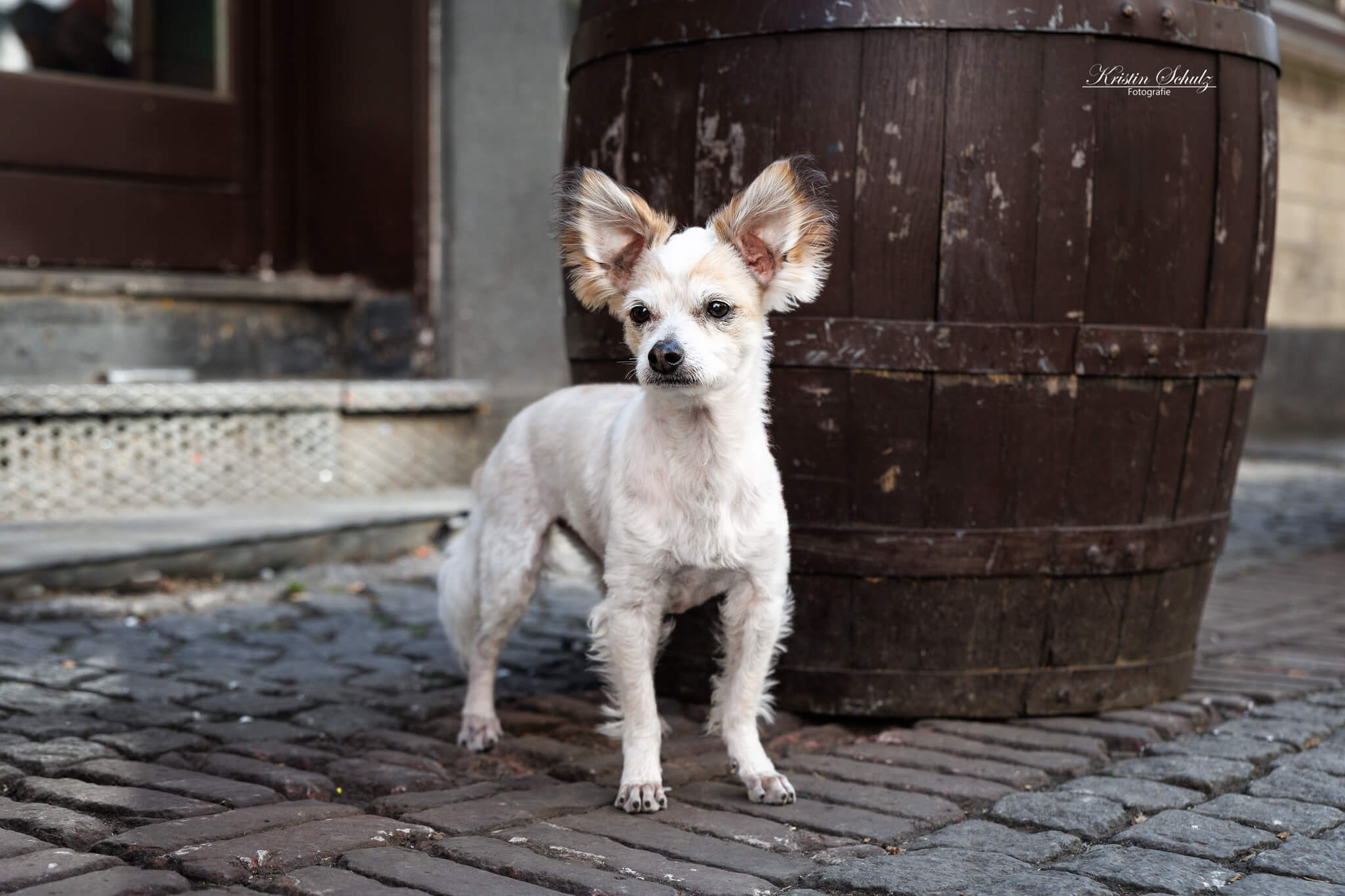 Ein Chihuahua steht vor einem großen Holzfass in urbaner Umgebung.