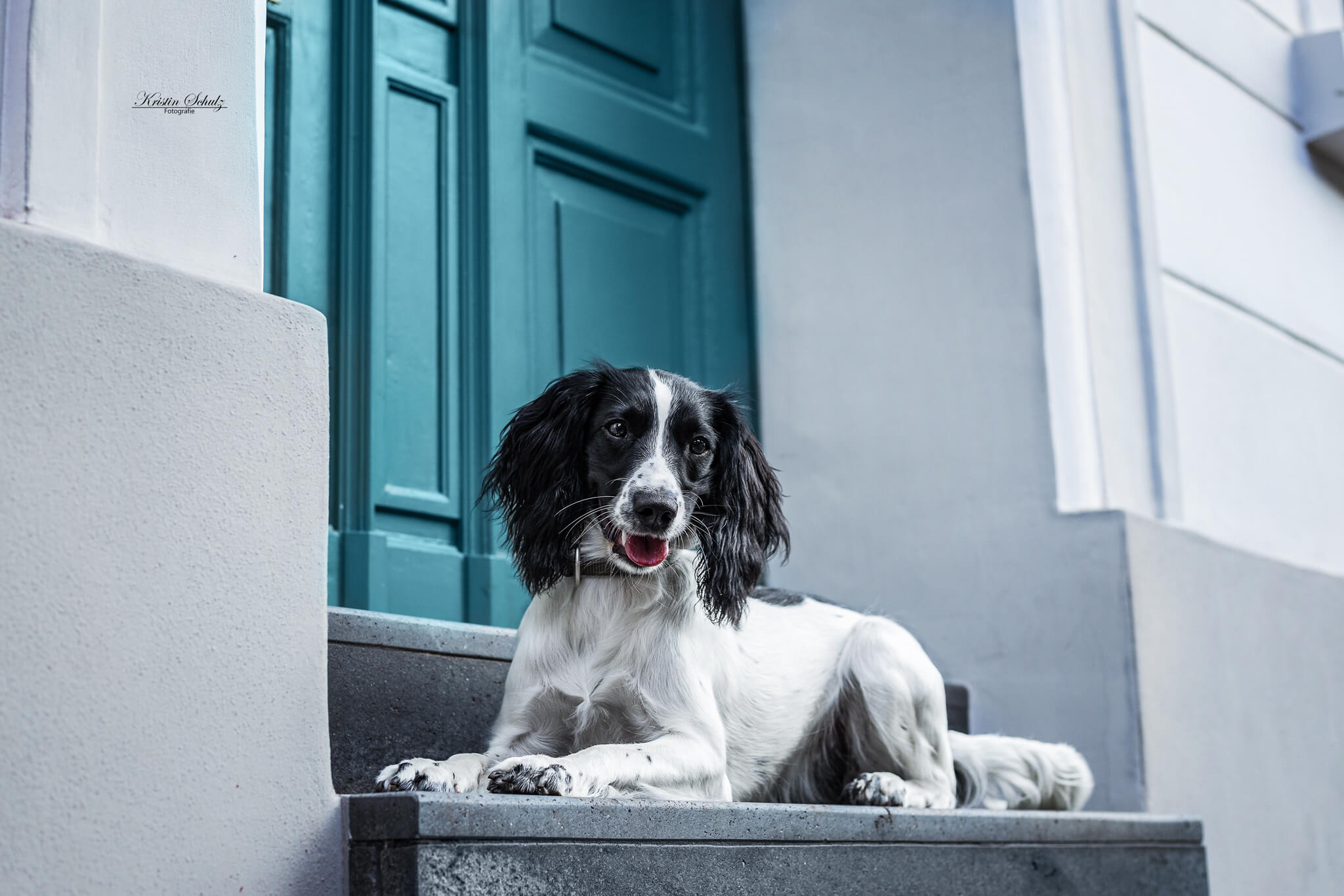 City Dog vor türkiser Tür – Urbaner Charme Ein Hund liegt vor einer verwitterten türkisen Tür in der Stadt.