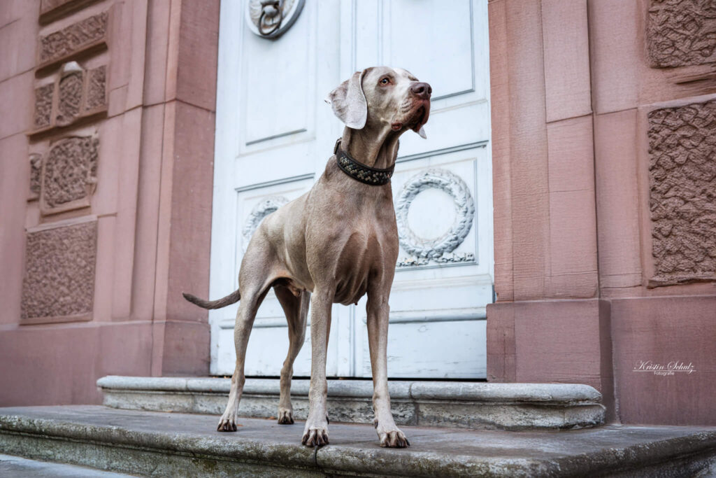 Ein Weimaraner steht vor einer alten weißen Holztür in einer urbanen Umgebung.
