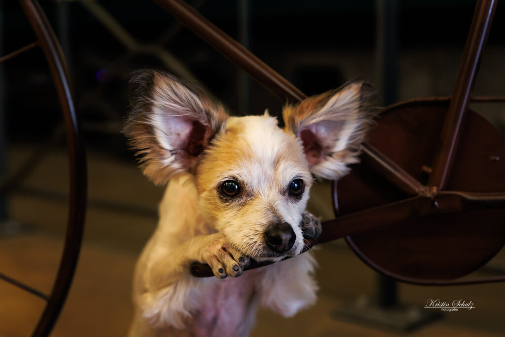 Ein Chihuahua hat seinen Kopf auf einem Fahrradpedal abgelegt.