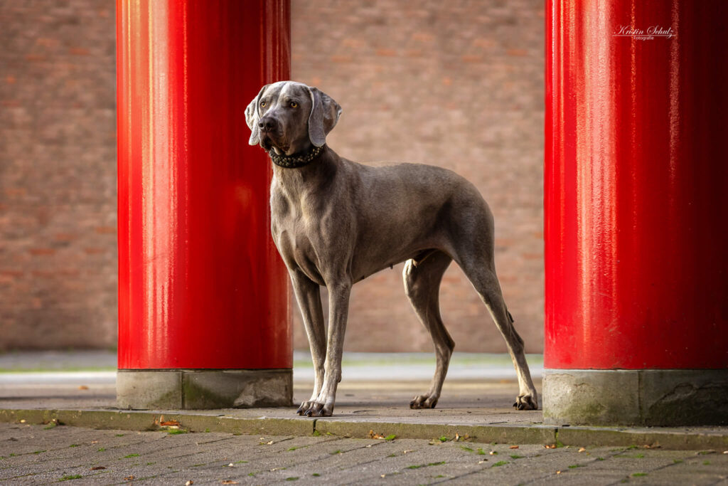 Ein Weimaraner steht zwischen zwei markanten roten Säulen in der Stadt.