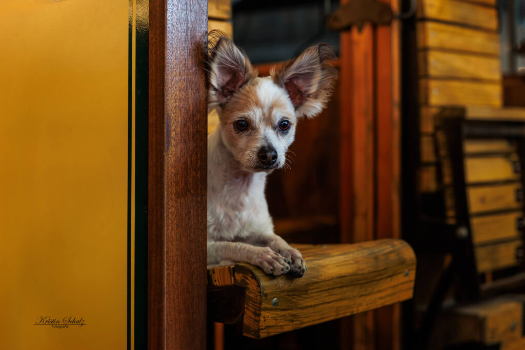 Ein Chihuahua liegt entspannt auf einer alten Holzbank einer Eisenbahn.