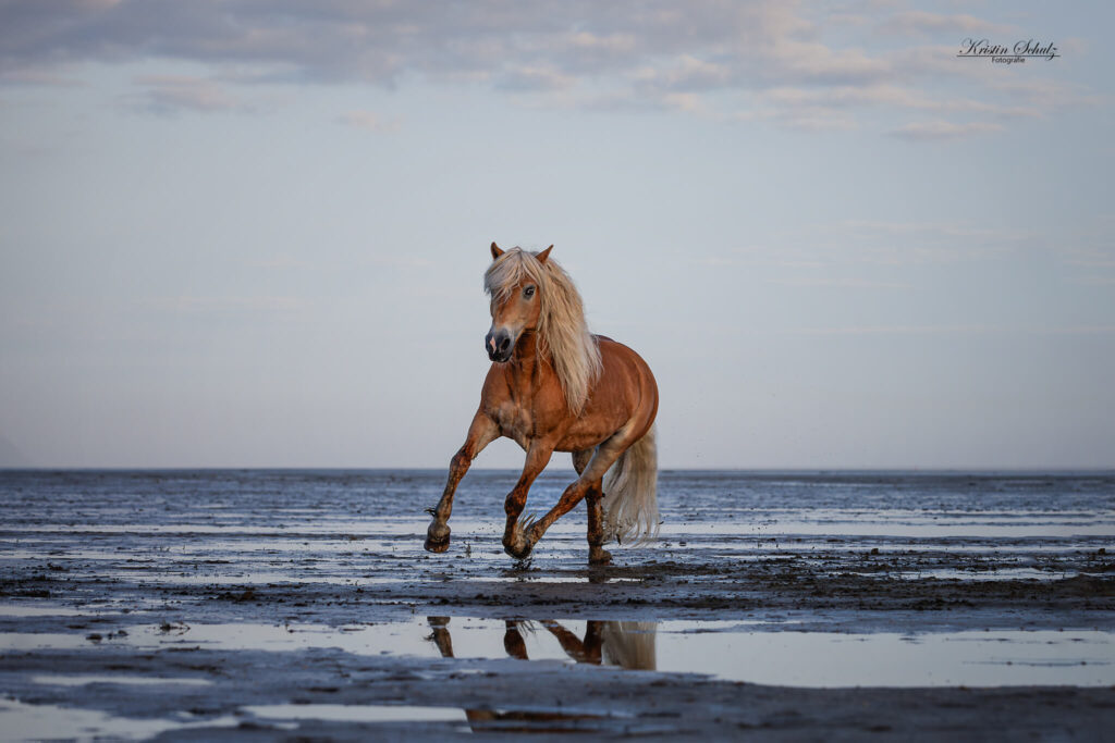 Haflinger galoppiert am Strand durchs flache Wasser