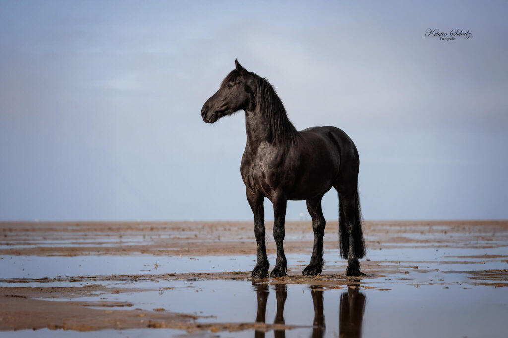 Dunkles Pferd steht am Strand
