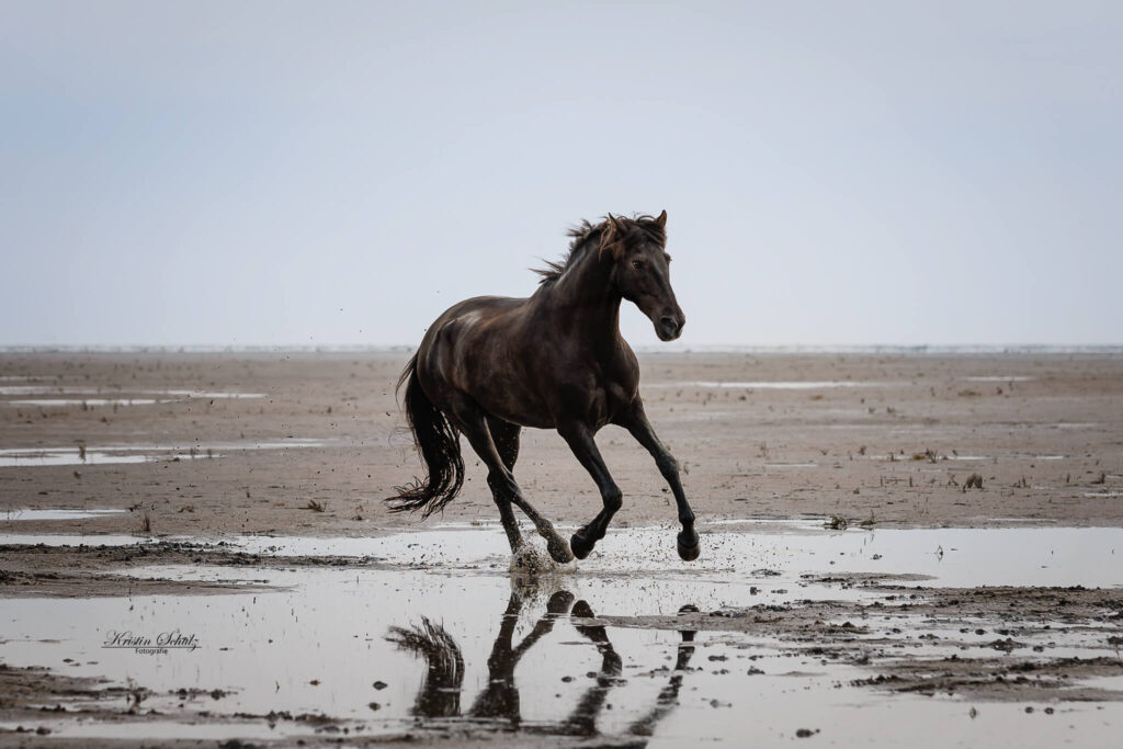 Schwarzes Pferd galoppiert sanft über den Strand