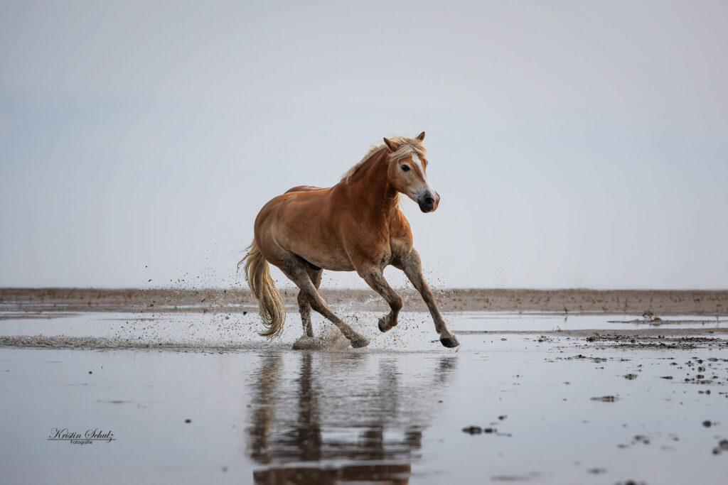 Ein Pferd galoppiert mit elegantem Schritt durch das flache Wasser am Strand.