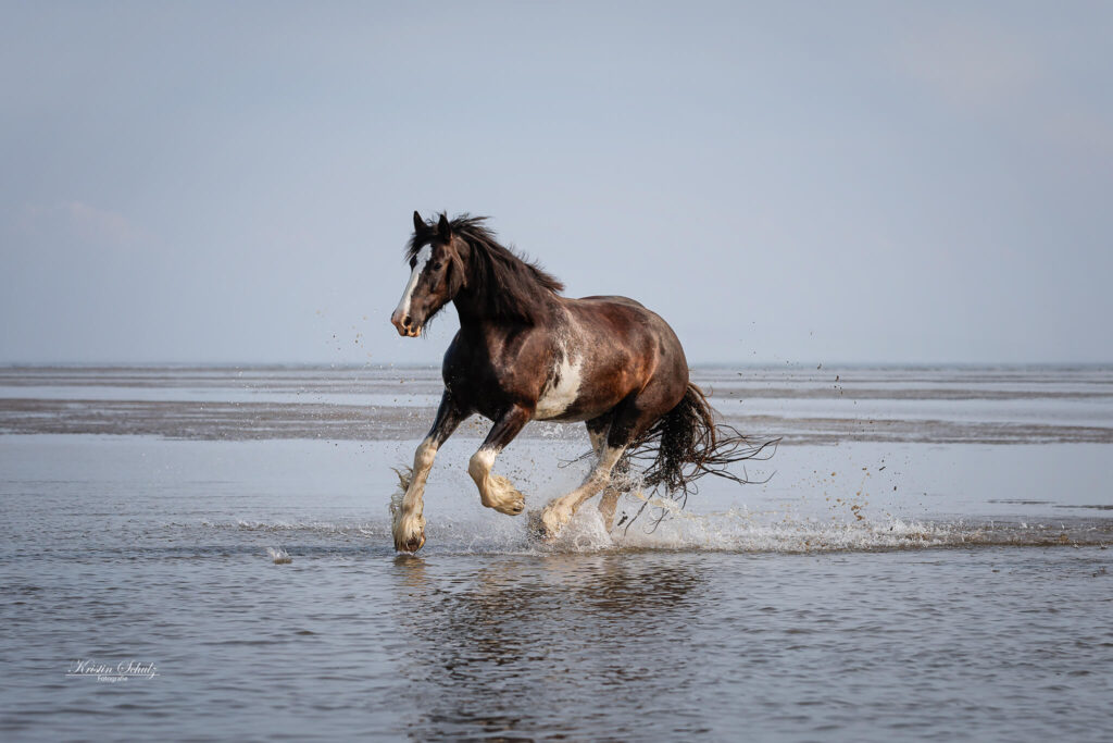 Ein braunes Pferd galoppiert im flachen Wasser an einem weiten Strand.