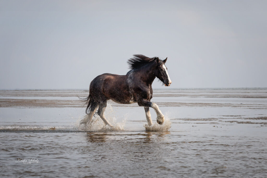 Ein Pferd bewegt sich elegant durch das Wasser und hinterlässt Wellen.