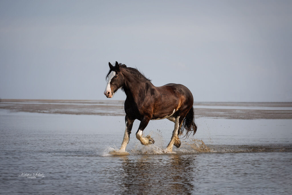 Ein Pferd galoppiert am Wasser entlang, mit einer ruhigen Umgebung.