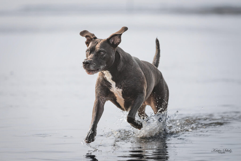 Ein Hund läuft fröhlich im flachen Wasser.