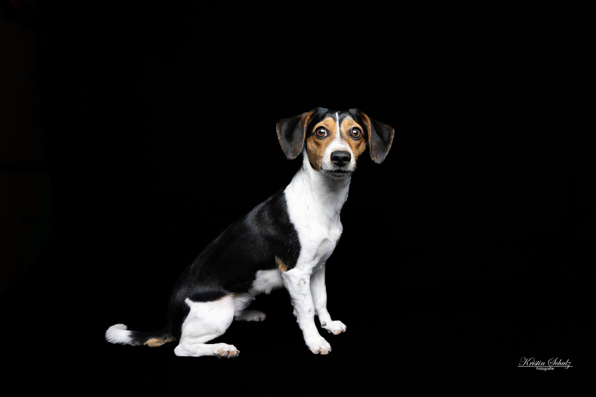 Ein Malinois-Welpe betrachtet sein Spiegelbild auf einer glänzenden Oberfläche.
