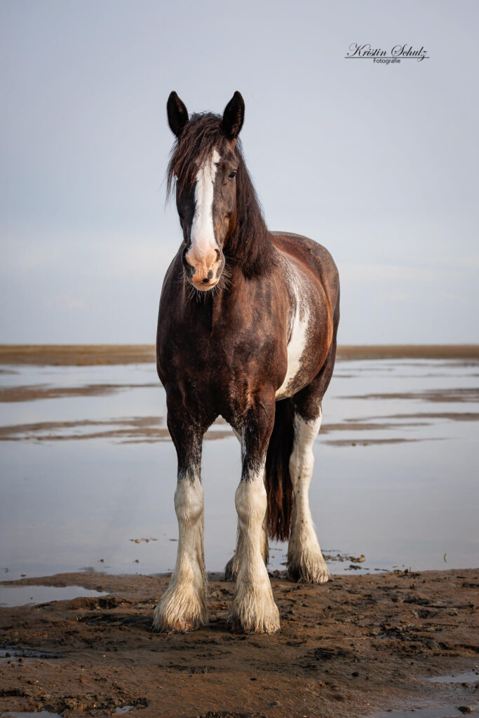 Ein Pferd steht im seichten Wasser und blickt nach vorne.