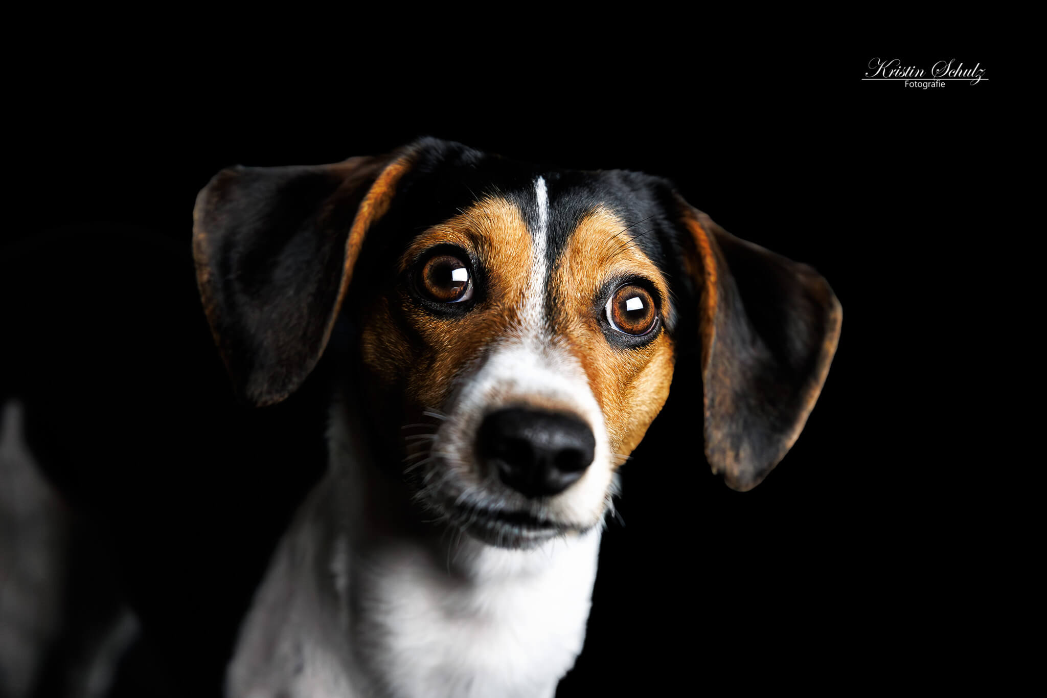 Ein weißer Schäferhund steht neben einer Glaswand, die sein Spiegelbild zeigt.