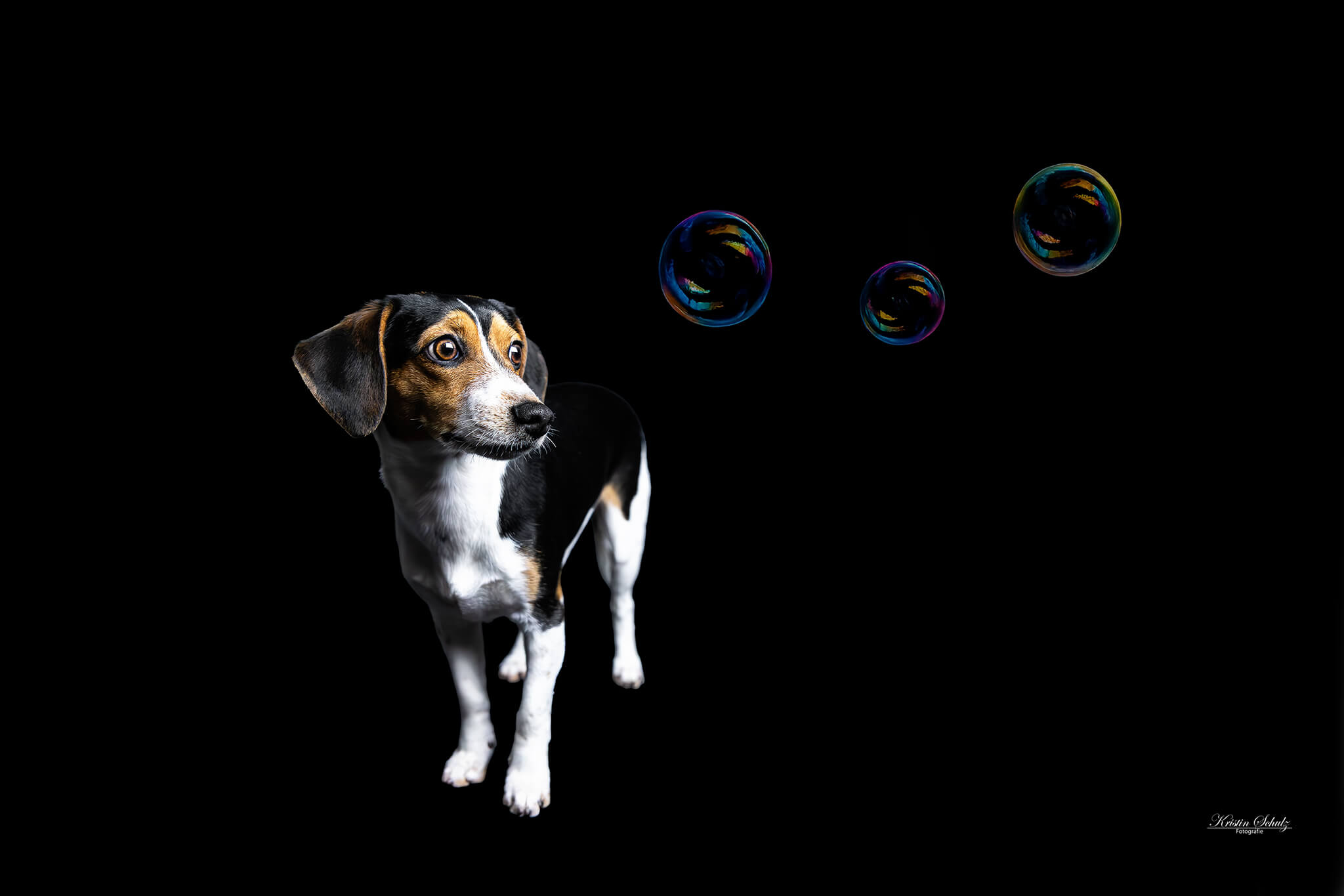 Ein Hund läuft fröhlich im flachen Wasser.