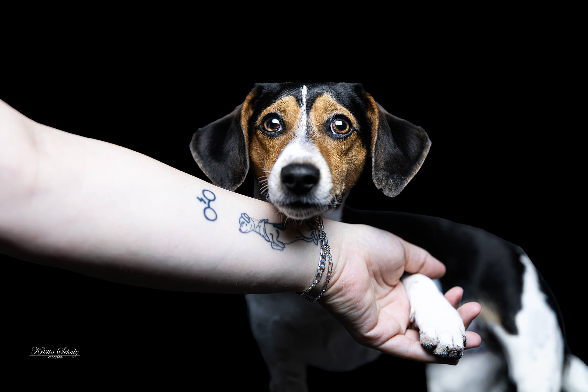 Ein Malinois-Welpe betrachtet sein Spiegelbild auf einer glänzenden Oberfläche.