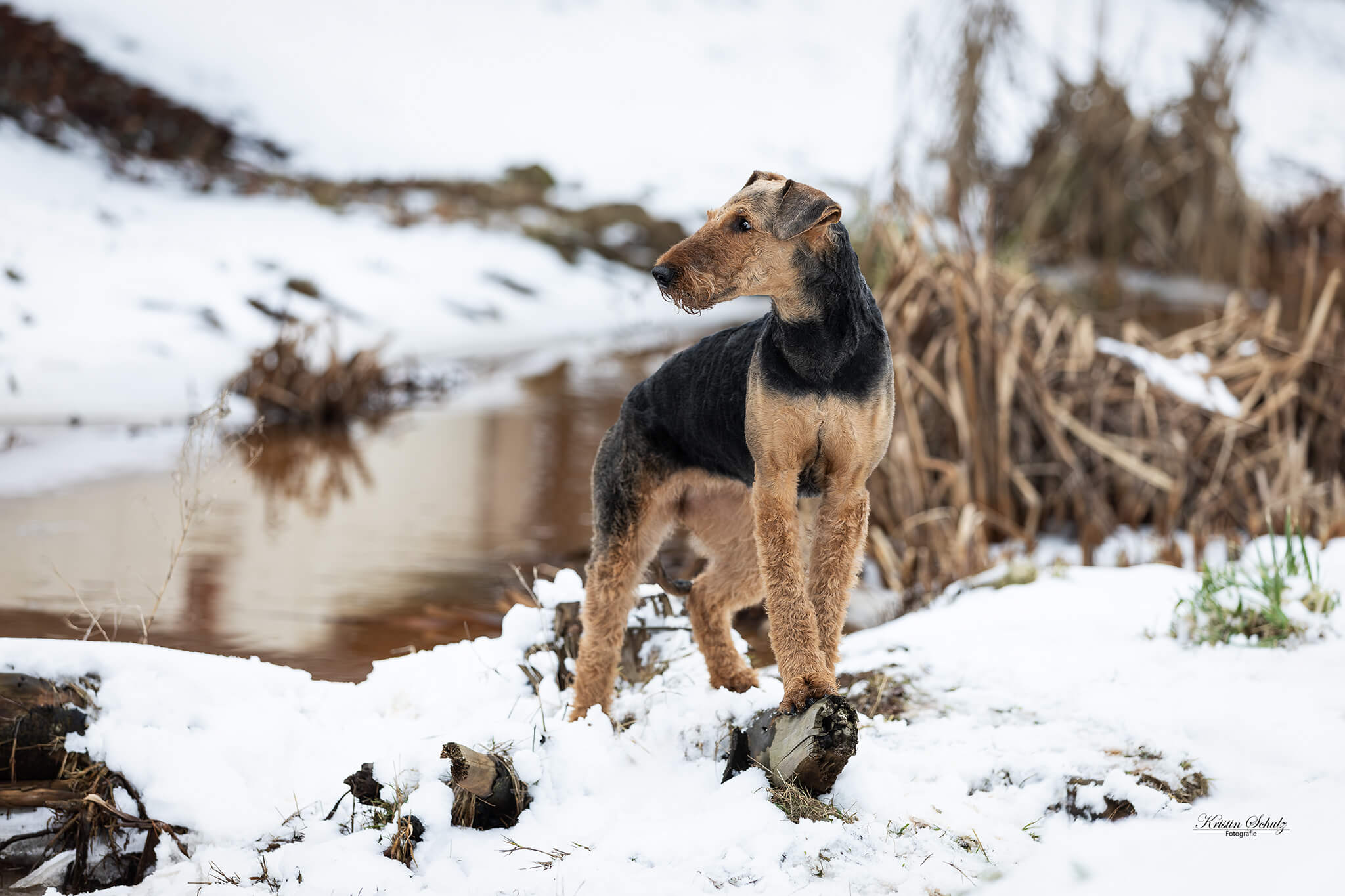 Ein Hund läuft fröhlich im flachen Wasser.