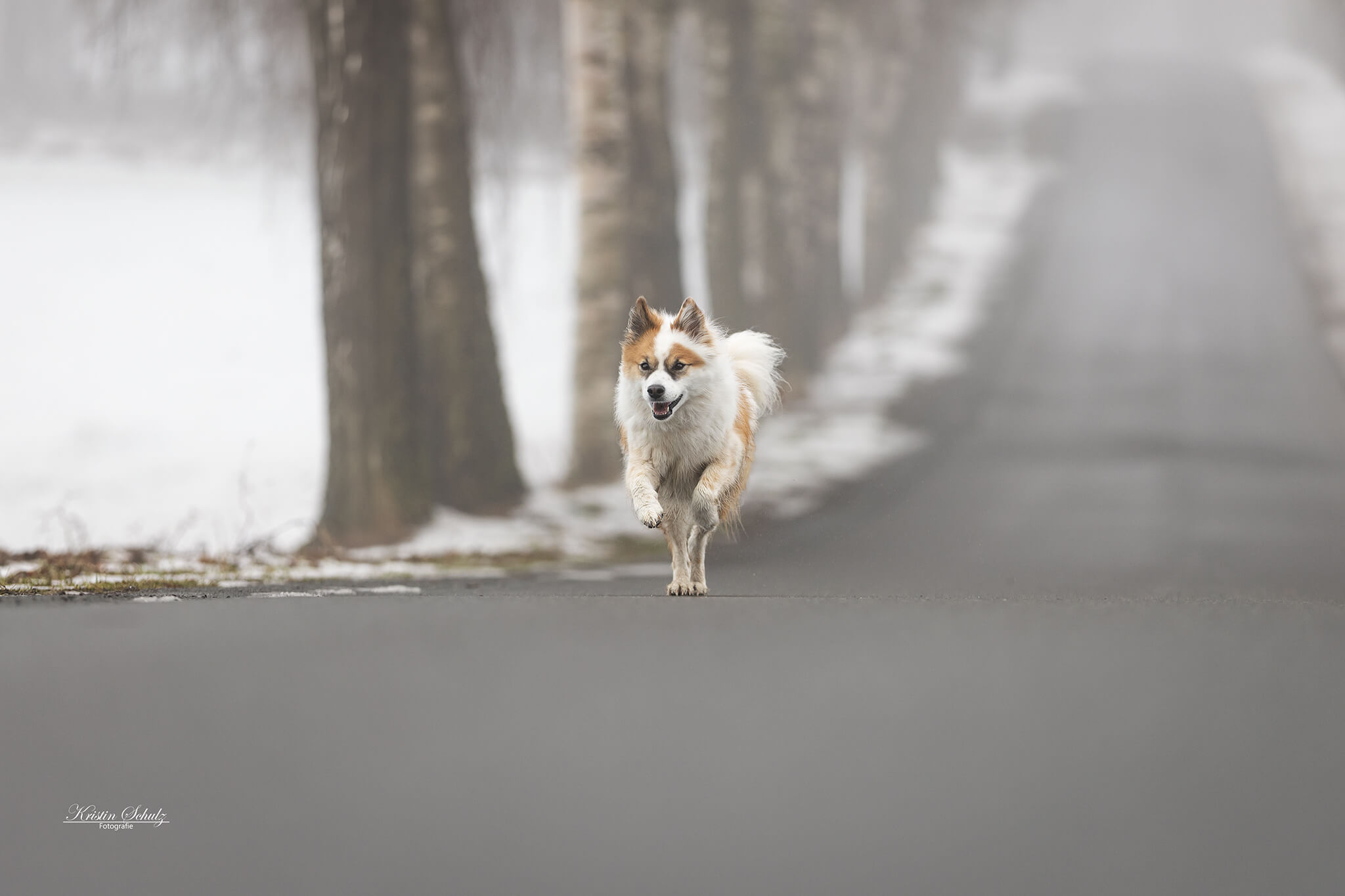 Ein Hund läuft fröhlich im flachen Wasser.