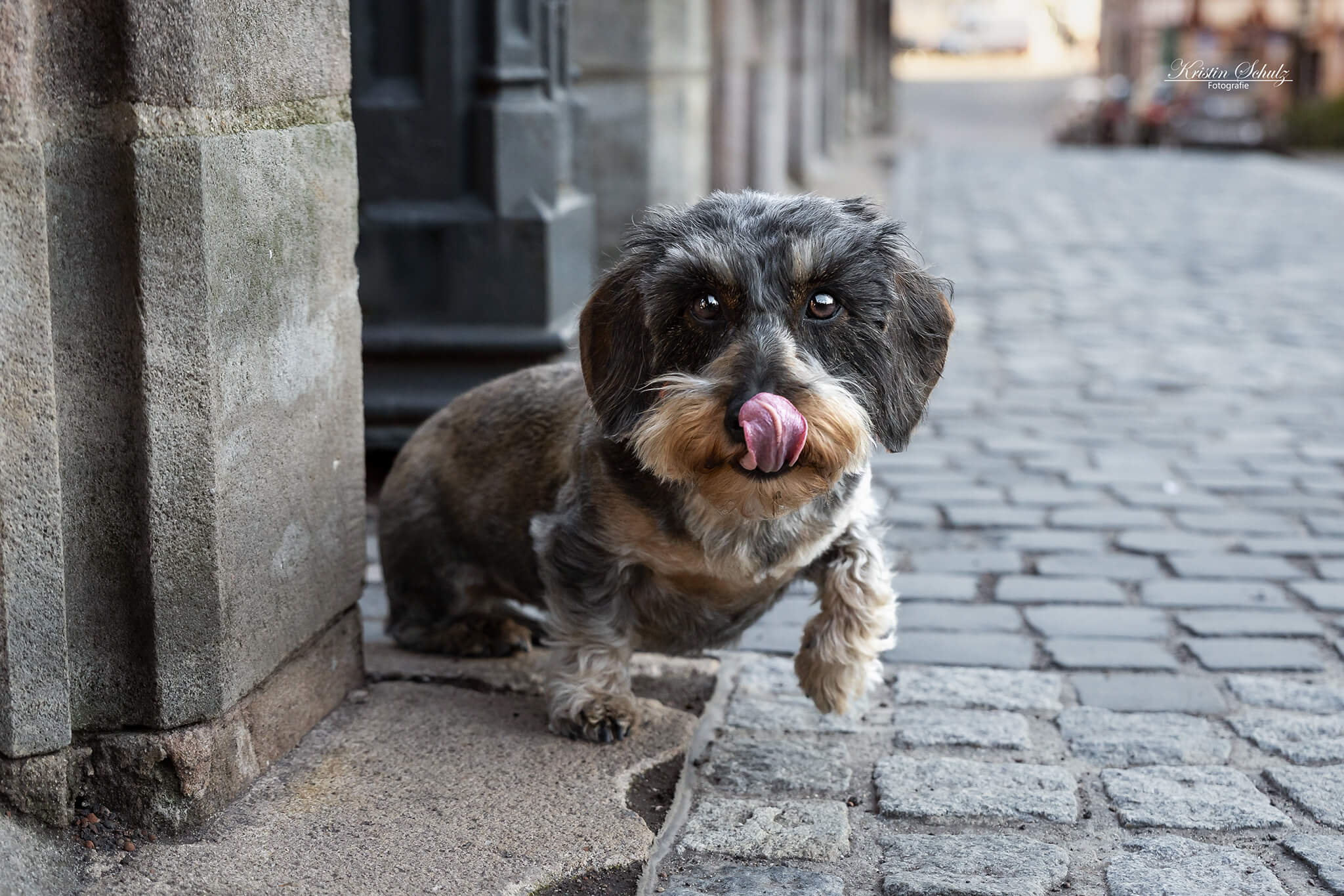 Ein Hund liegt vor einer verwitterten türkisen Tür in der Stadt.