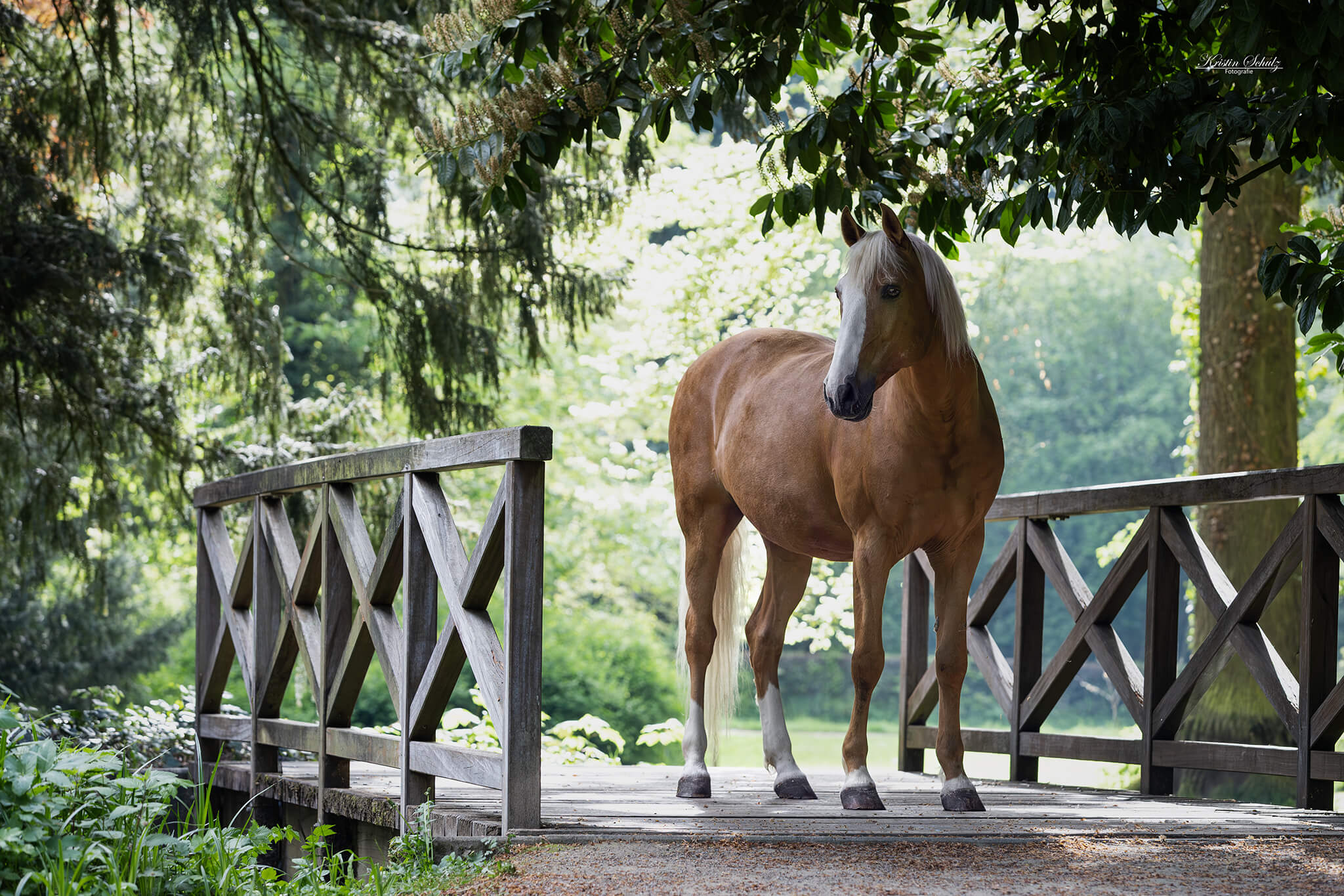 Geschecktes Pferd steht im Steinbruch am Ufer eines Sees