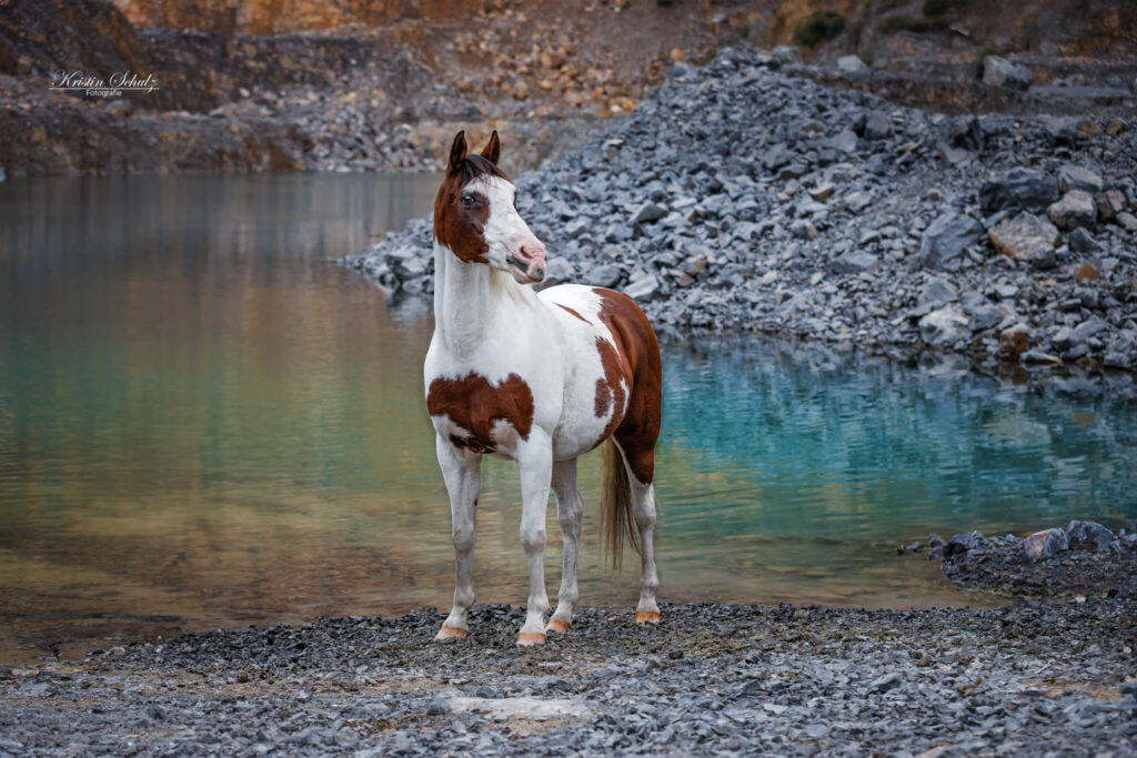 Geschecktes Pferd steht im Steinbruch am Ufer eines Sees