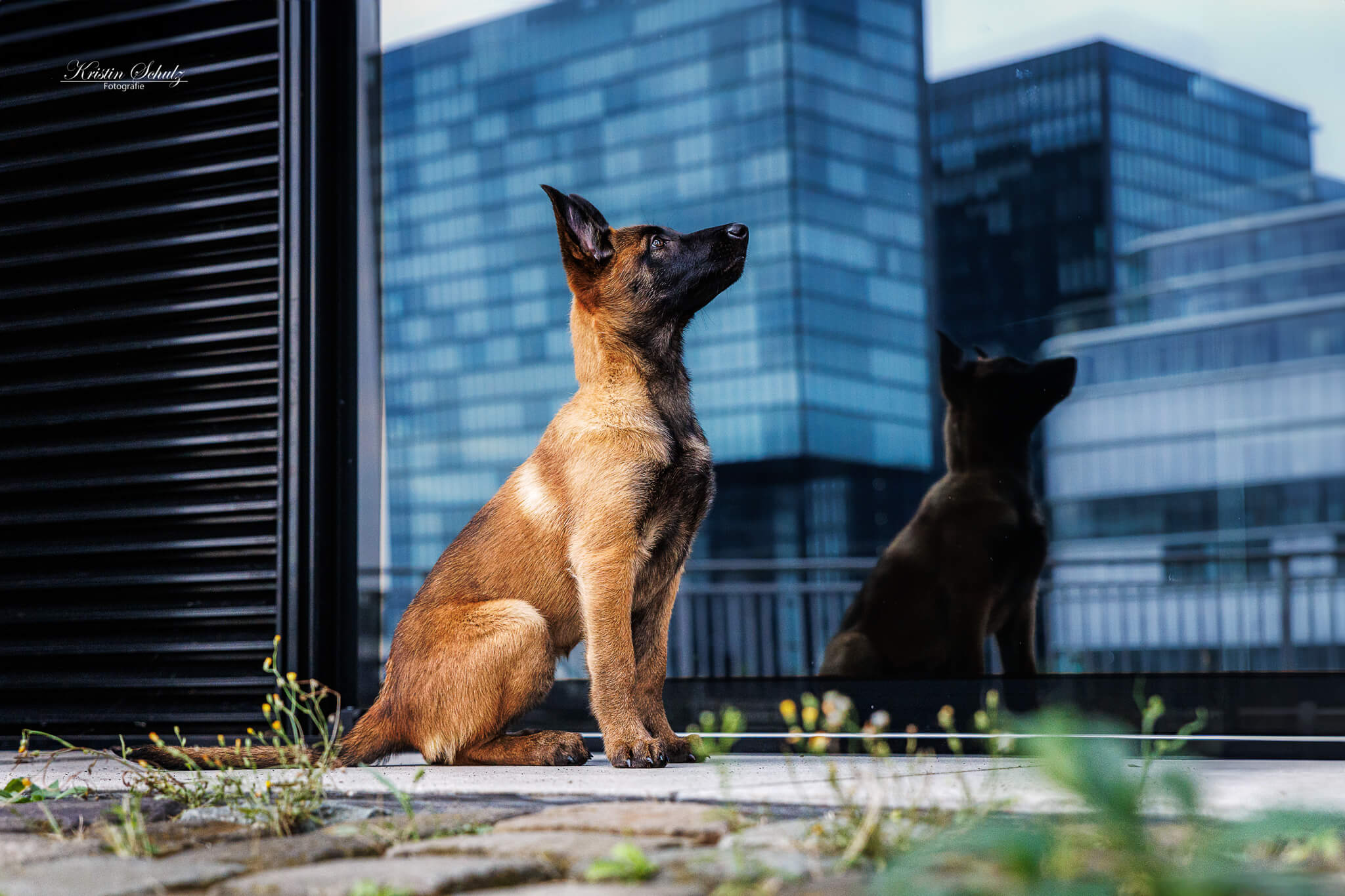 Ein Malinois sitzt seitlich vor einer Glasscheibe, die den Hintergrund spiegelt.