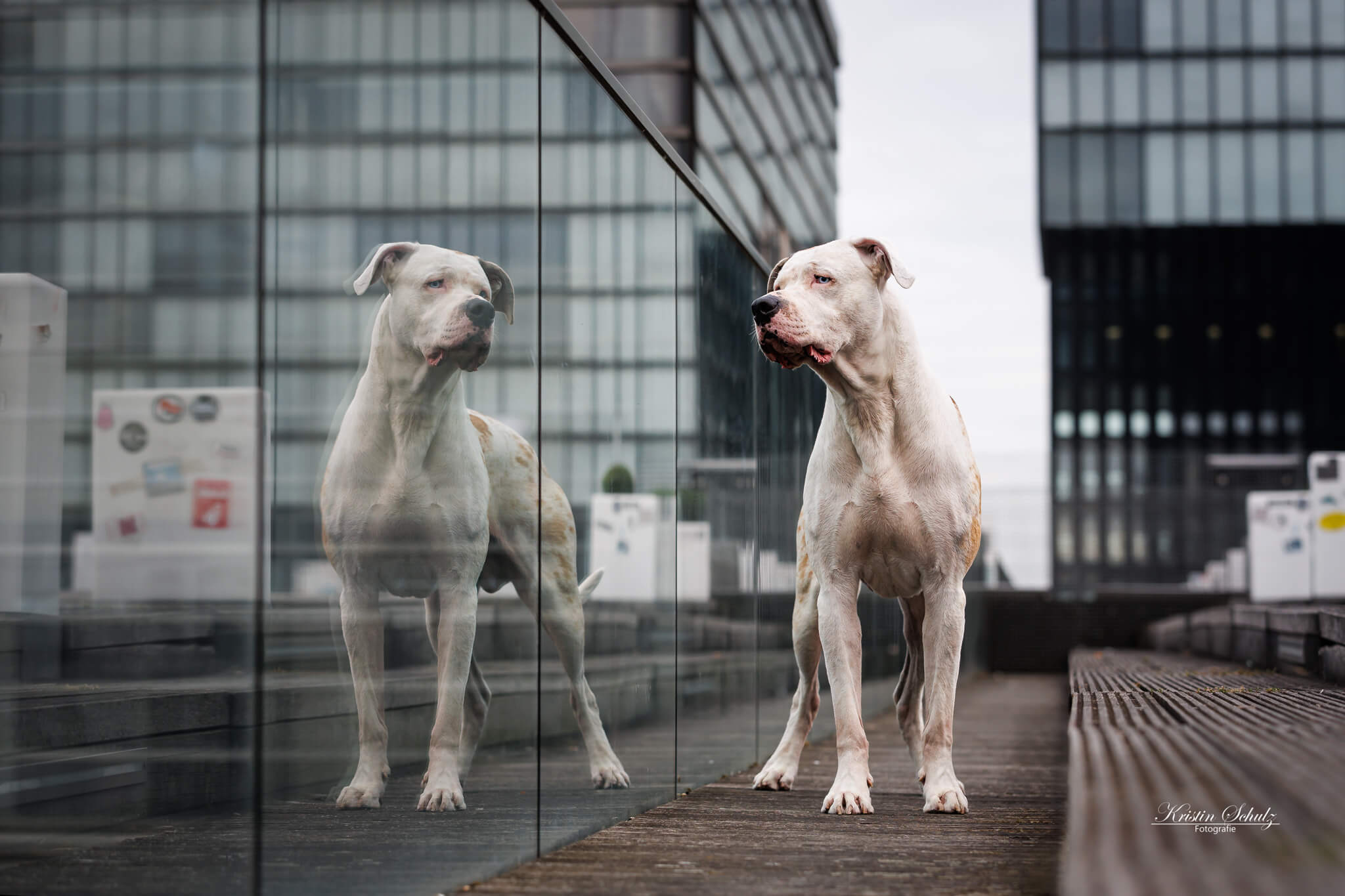 Ein Cane Corso steht neben einer Glaswand, die seine Spiegelung reflektiert.
