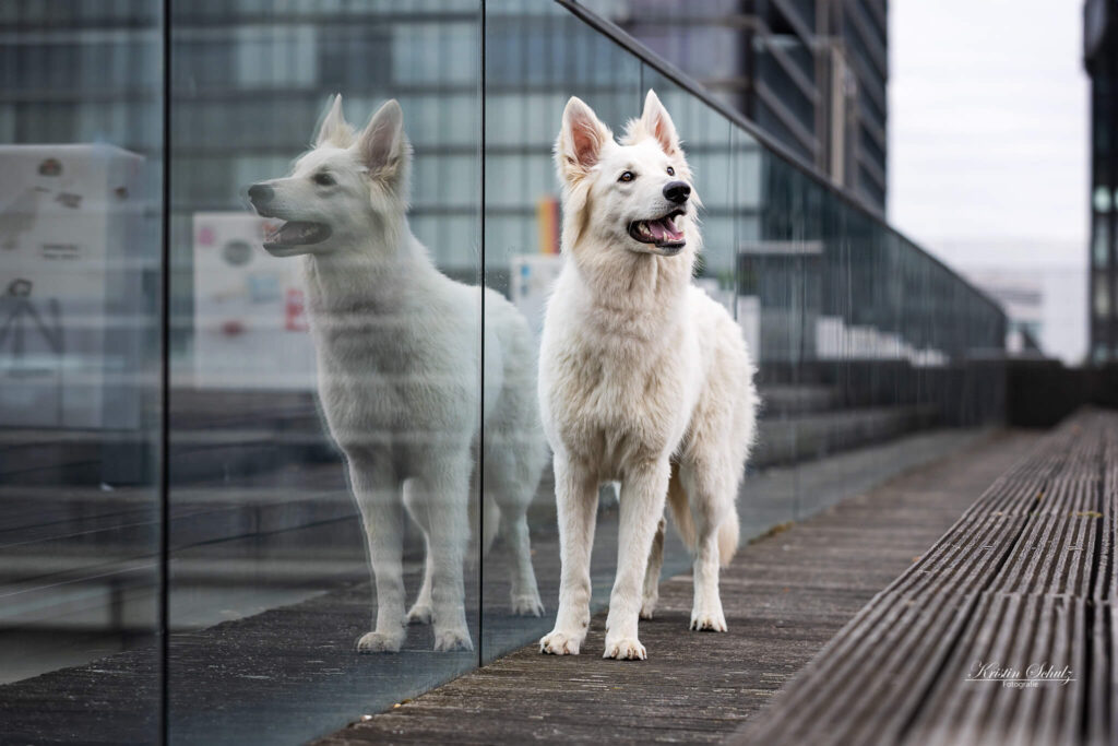 Ein weißer Schäferhund steht neben einer Glaswand, die sein Spiegelbild zeigt.