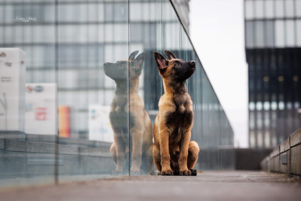Ein Malinois-Welpe betrachtet sein Spiegelbild auf einer glänzenden Oberfläche.