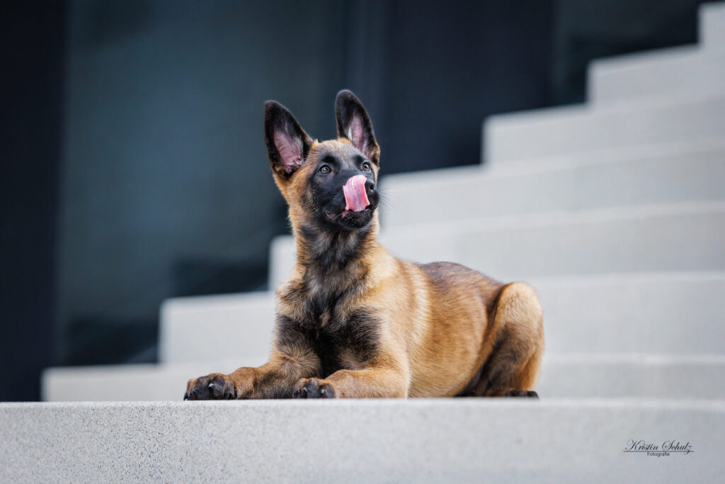 Ein Malinois liegt auf einer Treppe und leckt sich die Nase.