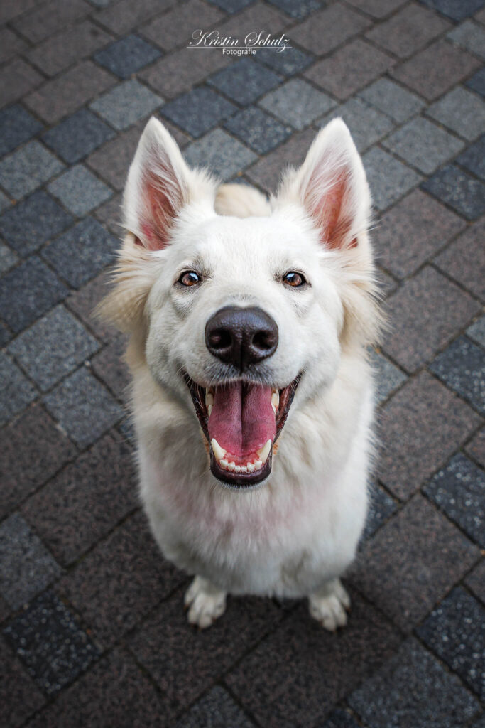 Ein weißer Schäferhund sitzt und schaut lachend nach oben.
