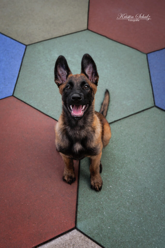 Ein Malinois sitzt auf farbenfrohen Fliesen und blickt nach oben.